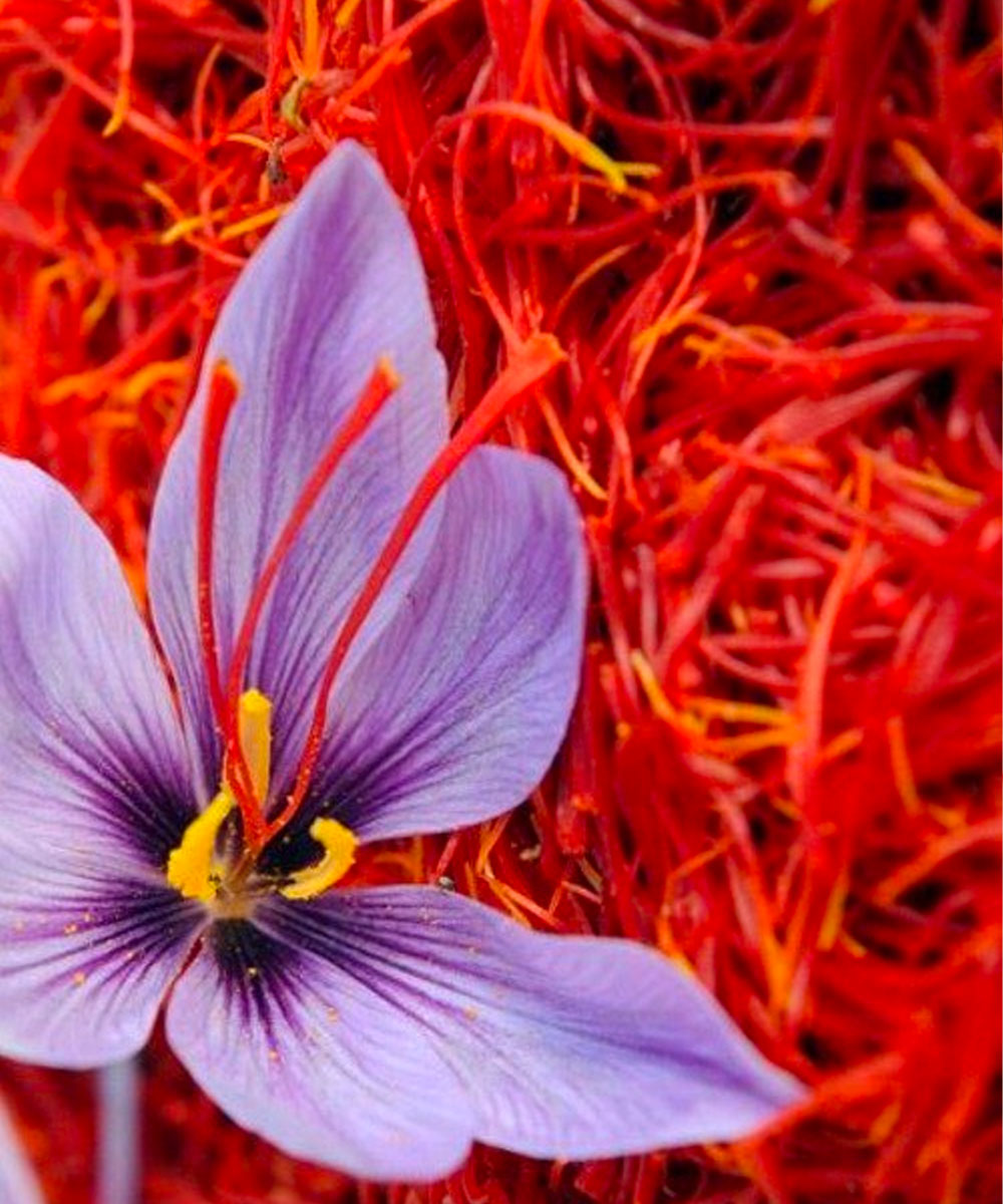 Saffron Images At Georgia Farber Blog